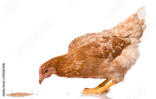 one brown chicken pecking grains, isolated on white background, studio shoot