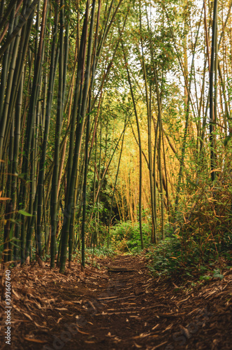 Balade dans les bambous