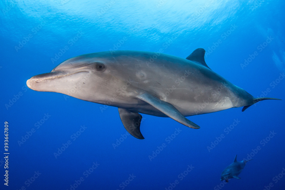 Dolphins underwater