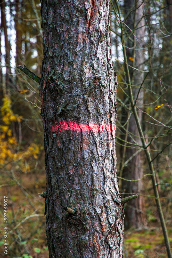 Obraz premium Red-marked diseased trees in the forest for cutting down. Harvesting of lumber and logs. The fight against the bark beetle.