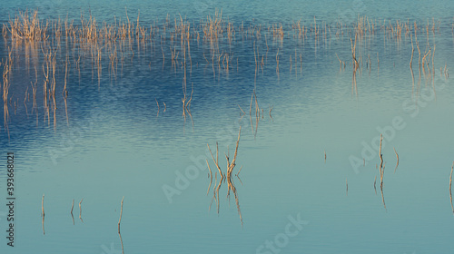 Dry tree branches emerging in the calm waters of a lake