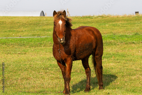 A red domestic horse grazes on a green lawn with green grass on a Sunny day.