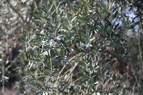 Wallpaper Mural Olive tree with olives on its branches. healthy food
 Torontodigital.ca