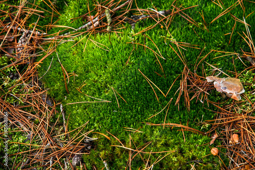 Beautiful green moss in the forest.