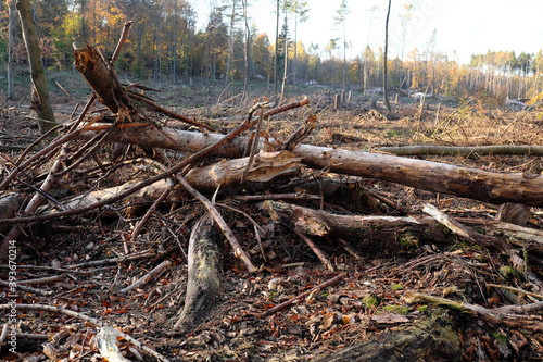 Scrap wood and felled trees and branches lying on the forest ground in a deforested woodland in times of climate change and global warming - stockphoto