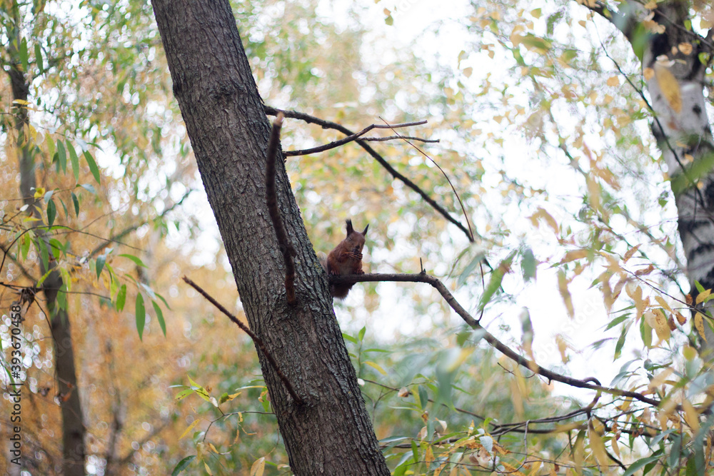 Small squirrel on a tree branch in the autumn forest Small squirrel on a tree branch in the autumn forest