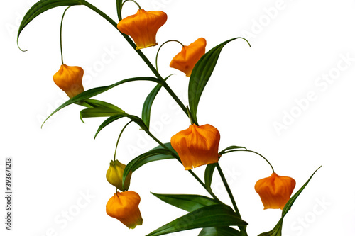 Portrait of golden lily of the valley Sandersonia aurantiaca flower photo