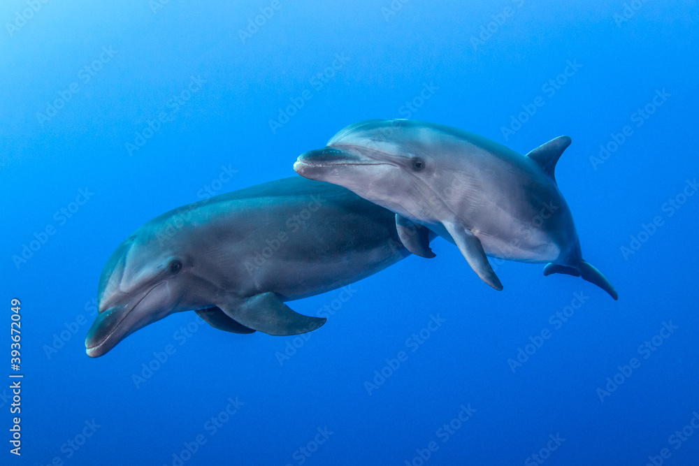 Fototapeta premium Dolphins underwater