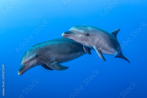 Dolphins underwater © Tropicalens