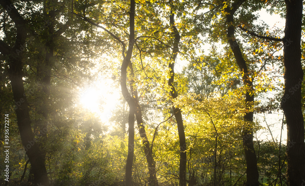 Sun light shining trough the trees in a beautiful forest in the Netherlands, beautiful gold colors in the Autumn Sun light shining trough the trees in a beautiful forest in the Netherlands, beautiful gold colors in the Autumn