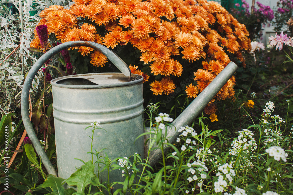Metal garden watering can on a background of orange flowers in the garden Metal garden watering can on a background of orange flowers in the garden