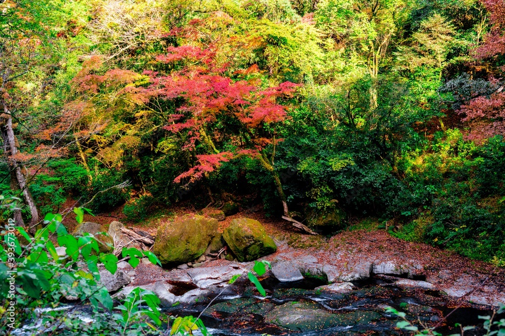 Fototapeta premium 菊池渓谷の紅葉