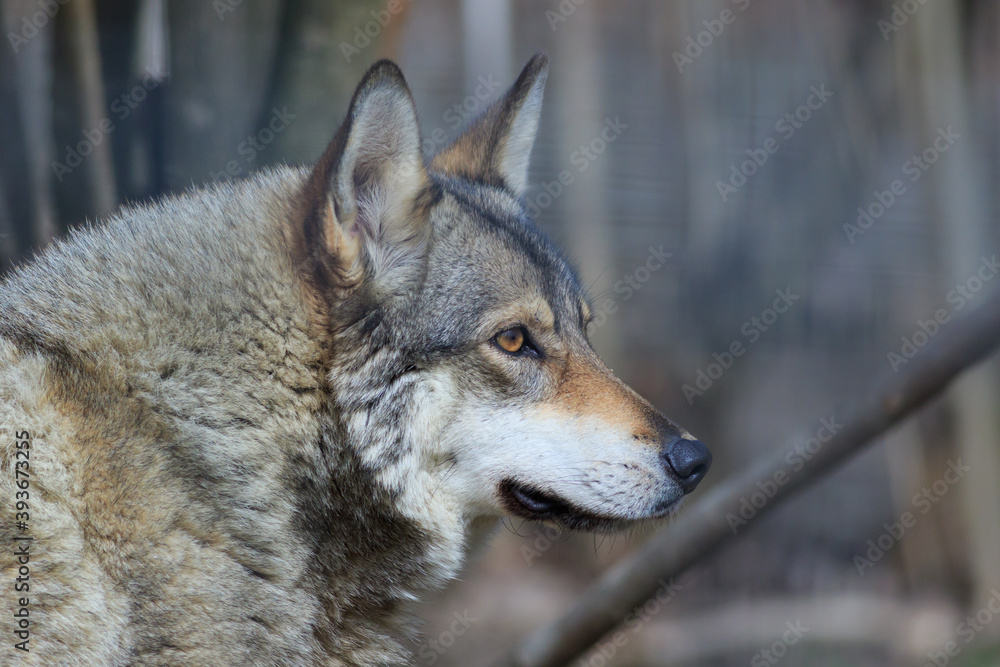 the wolf (canis lupus)