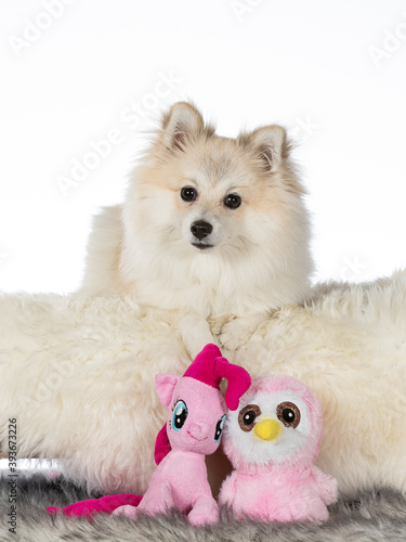 Kleinspitz puppy dog portrait. Image taken in a studio with white background. isolated on white copy space.