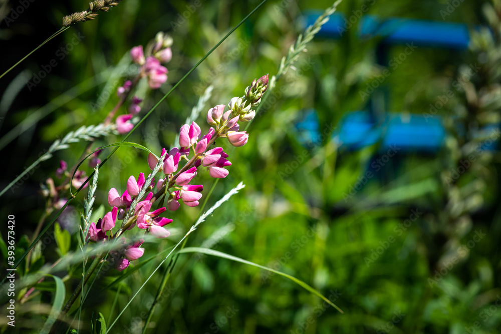 Nice summer field flowers at sunny day nature close up photography Nice summer field flowers at sunny day nature close up photography