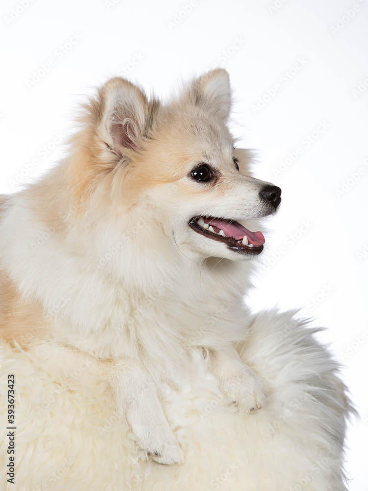 Kleinspitz puppy dog portrait. Image taken in a studio with white background. isolated on white copy space. Kleinspitz puppy dog portrait. Image taken in a studio with white background. isolated on white copy space.