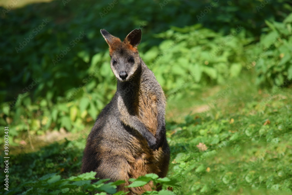 Swamp Wallaby Kangaroo Wallabia Bicolor Curious Swamp Wallaby Kangaroo Wallabia Bicolor Curious