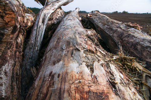 Felled tree logs are piled up against the blue sky. Deforestation and harvesting of firewood and logs.
