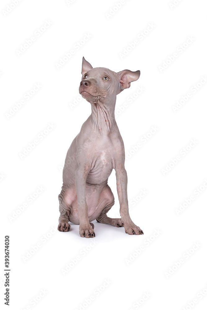 American Hairless Terrier dog isolated against white background