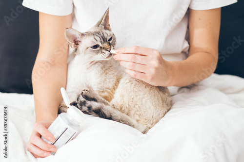 Woman petting and giving medicine to a devon Rex cat photo