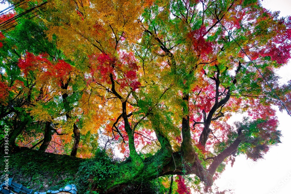 洗竹窓址の紅葉 洗竹窓址の紅葉