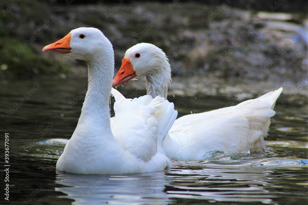 Oies blanches de Touraine sur les Seynes Oies blanches de Touraine sur les Seynes
