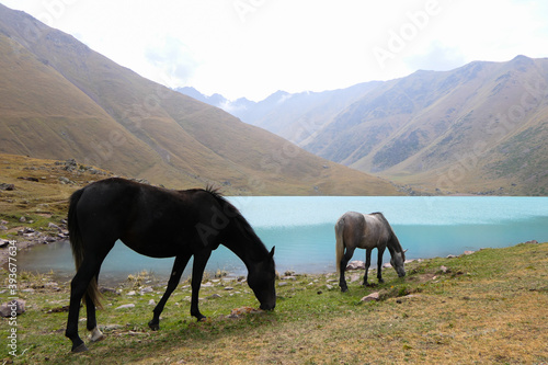 Horses next to the turquoise Kol-Tor Lake, Kegeti gorge in Kyrgyzstan