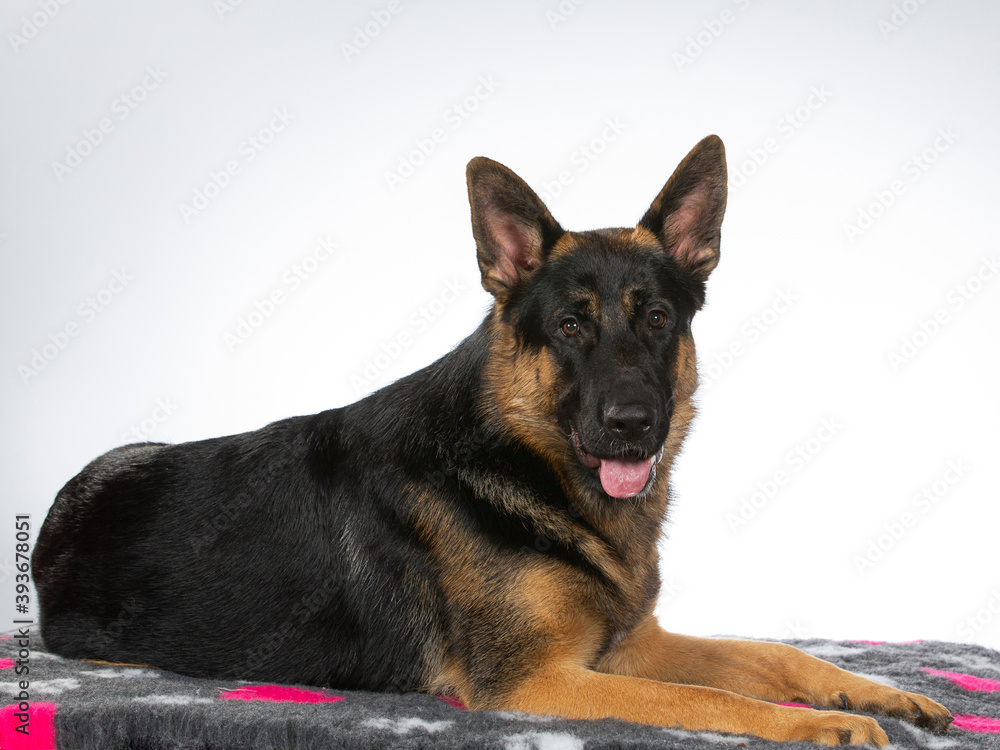 German shepherd dog portrait. Image taken in a studio.