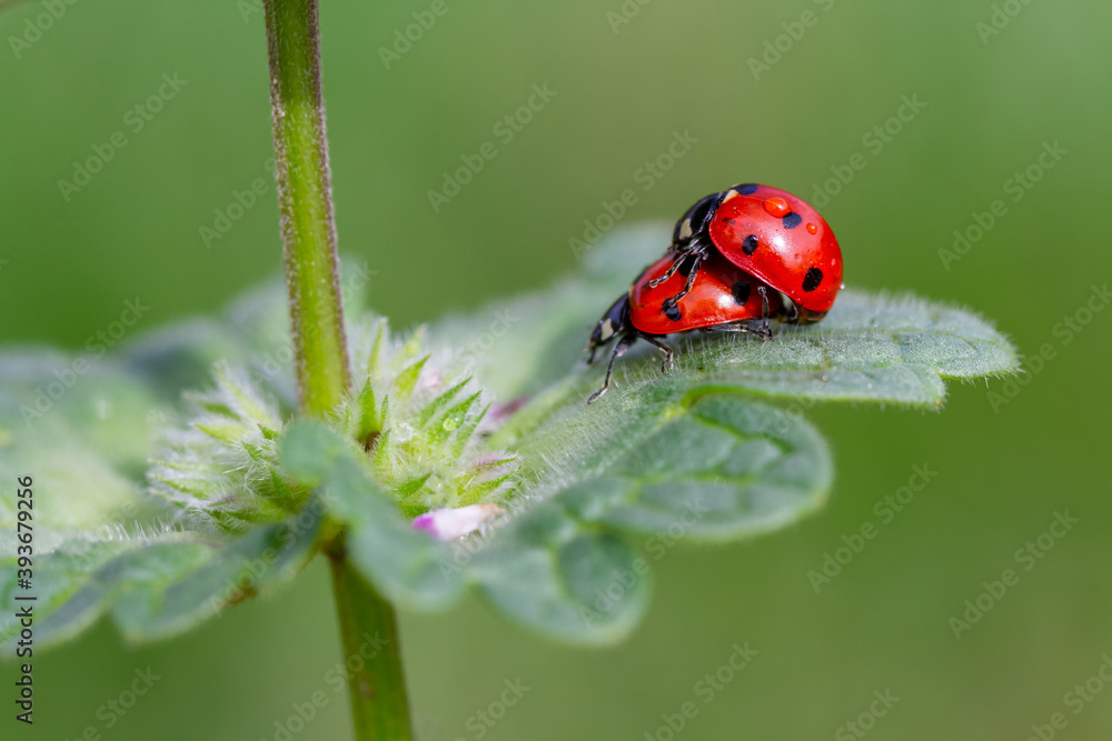 Fototapeta premium seven-spot ladybird on leaf in nature