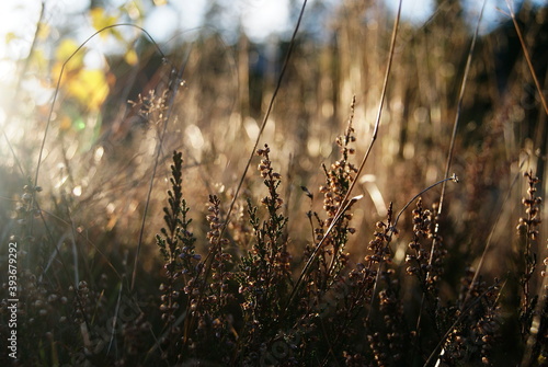sunset in the field