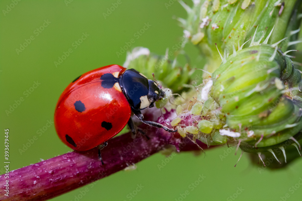 Obraz premium seven-spot ladybird on leaf in nature