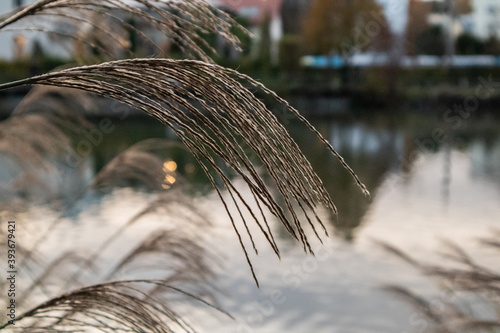 Schilf am Teich bei Sonnenuntergang in Graz