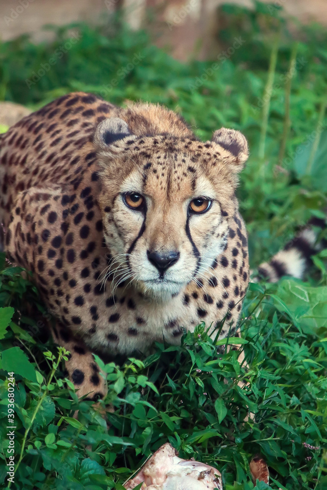 Cheetah Cheetah