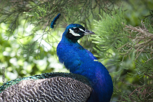 Wallpaper Mural Peacock Torontodigital.ca