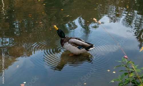 Ente im herbstlichen Teich
