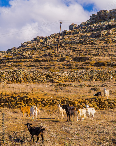 Vertical view of goats in a hill near Kardiani on the island of Tinos, Cyclades, Greece photo