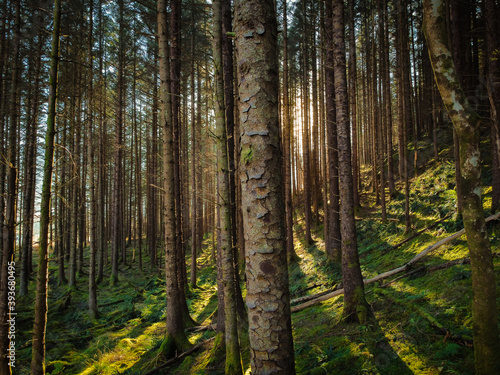 Alder forest  glen nevis  scotland  higland.