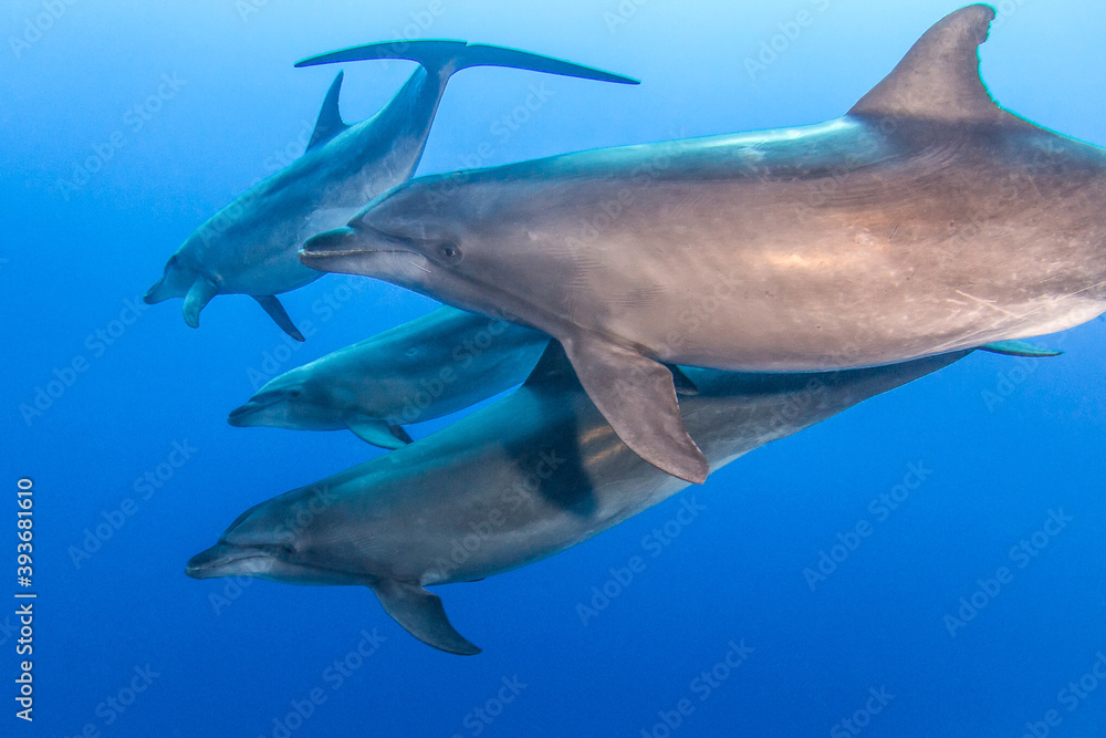 Dolphins underwater