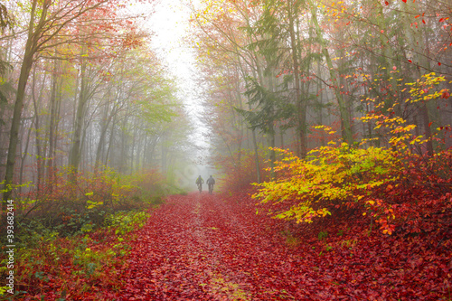 Cyclists on a beautiful colorful autumn forest path, in cold foggy morning