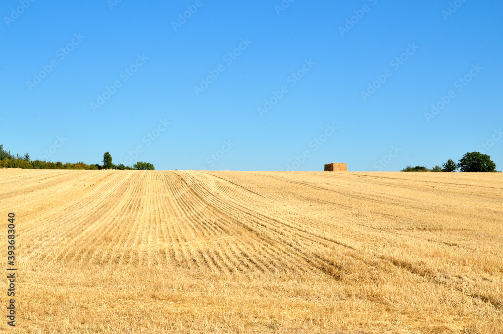 A wheat field after a harvest during the summer and during the drought.