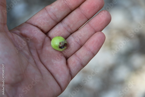 Damaged or diseased olives. isolated in farmer's hand 