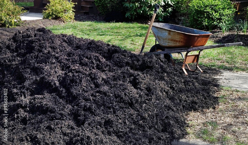 Heap of black gardening mulch with weathered wheelbarrow.  photo