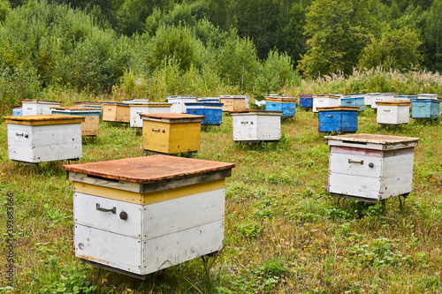 apiary in a forest glade with wooden hives © Evgeny