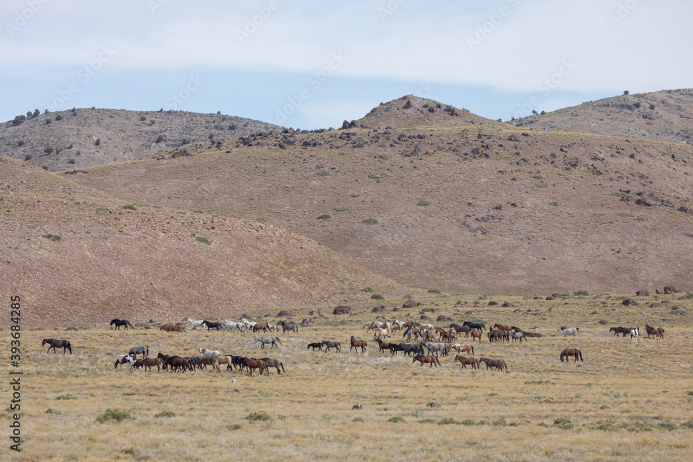 Herd of Wild Horses in the Utah Desert Herd of Wild Horses in the Utah Desert
