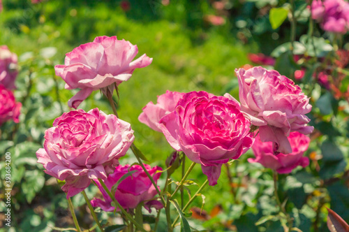 Wallpaper Mural Pink roses in the park garden Torontodigital.ca