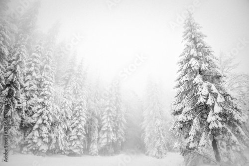 Winter wonderland snow on fir tree forest © 2207918