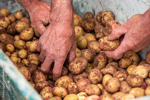 Selection of freshly harvested potatoes in the farm of Fontanales