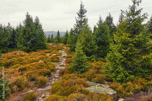 schmaler Wanderweg im Harz an Nadelbäumen vorbei