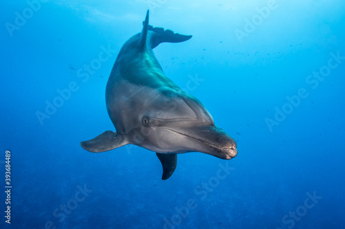 Dolphin underwater