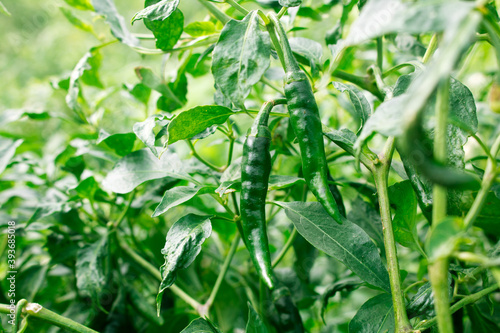 Green pepper of improved variety of Bangladesh. The green chili pepper (also chile, chile pepper, chilli pepper, green chilly, or chilli). Green Chilli seed plant.